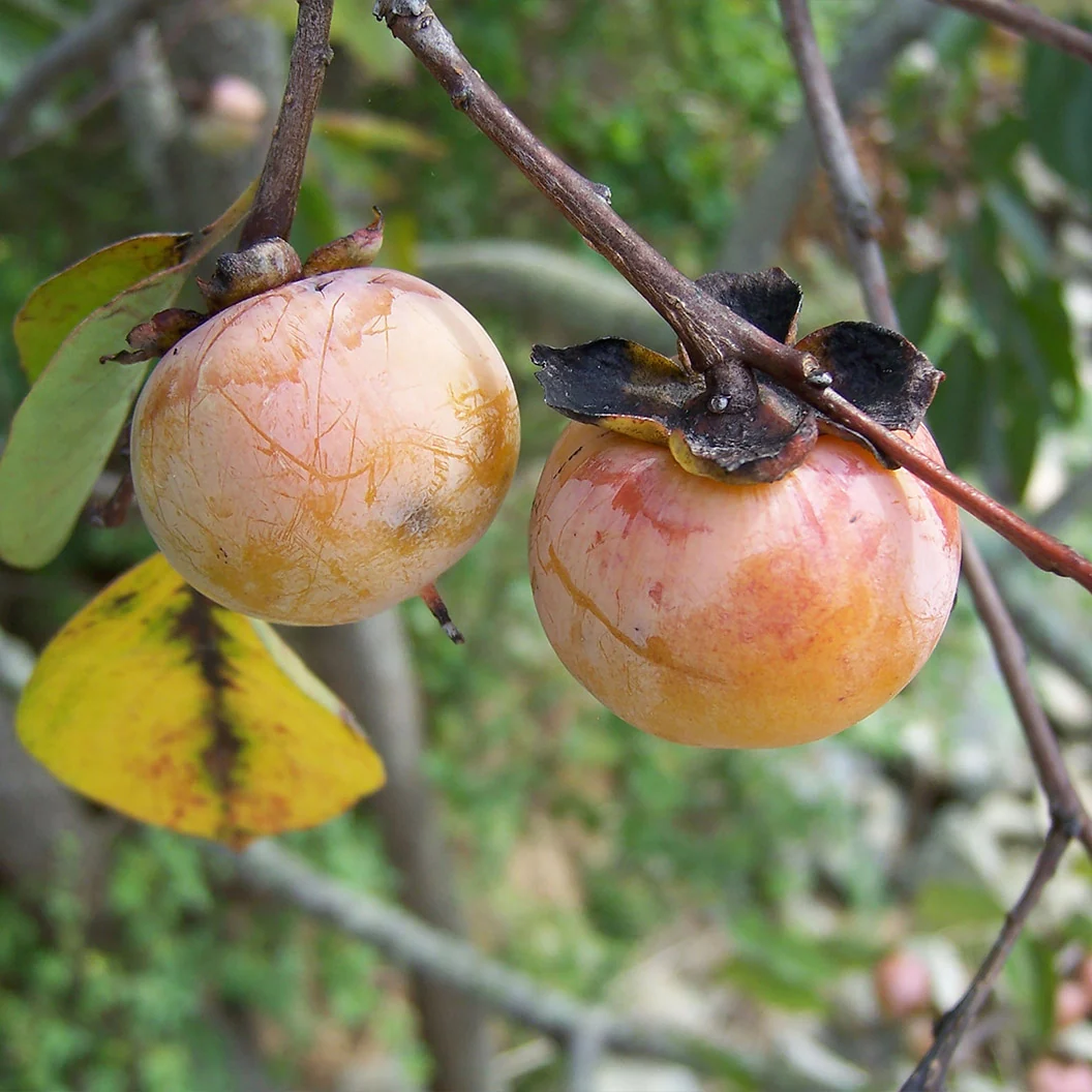 Deer Magnet™ Persimmon Tree