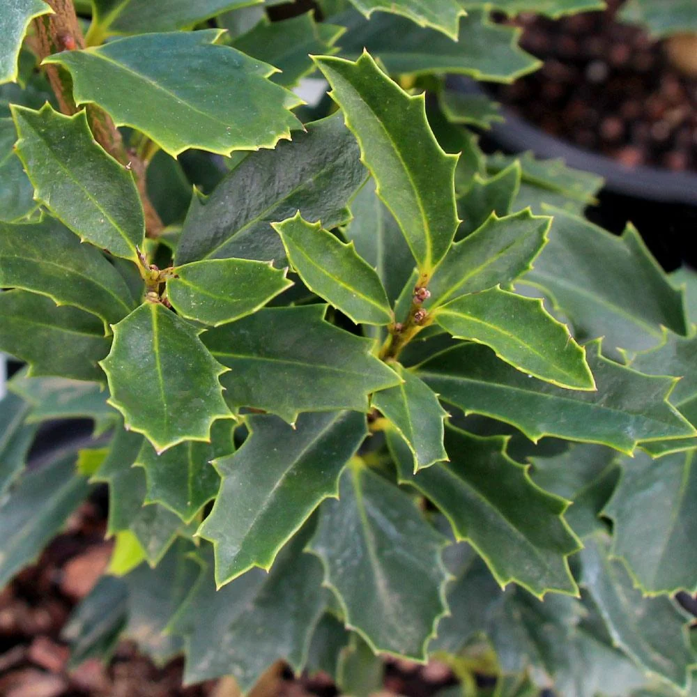 Oak Leaf Holly Tree 3 Oak Leaf Holly Tree