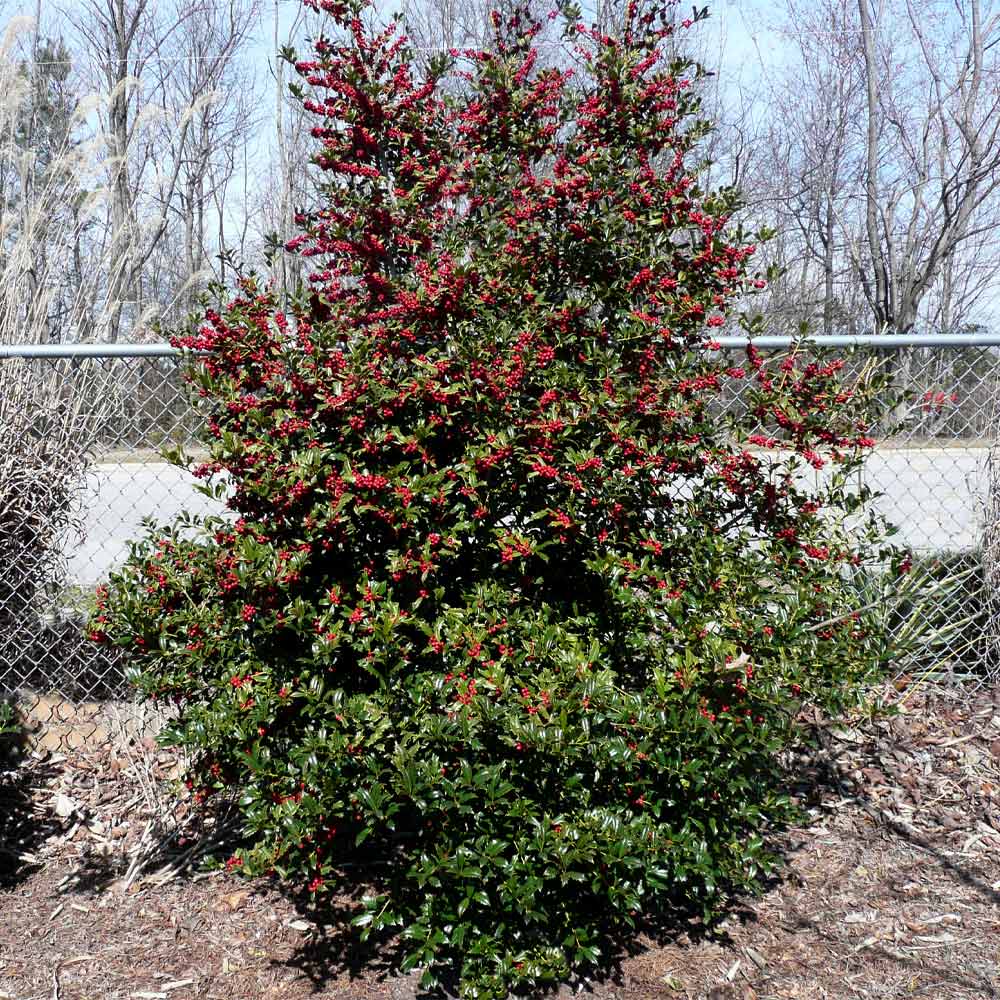 Oak Leaf Holly Tree 4 Oak Leaf Holly Tree