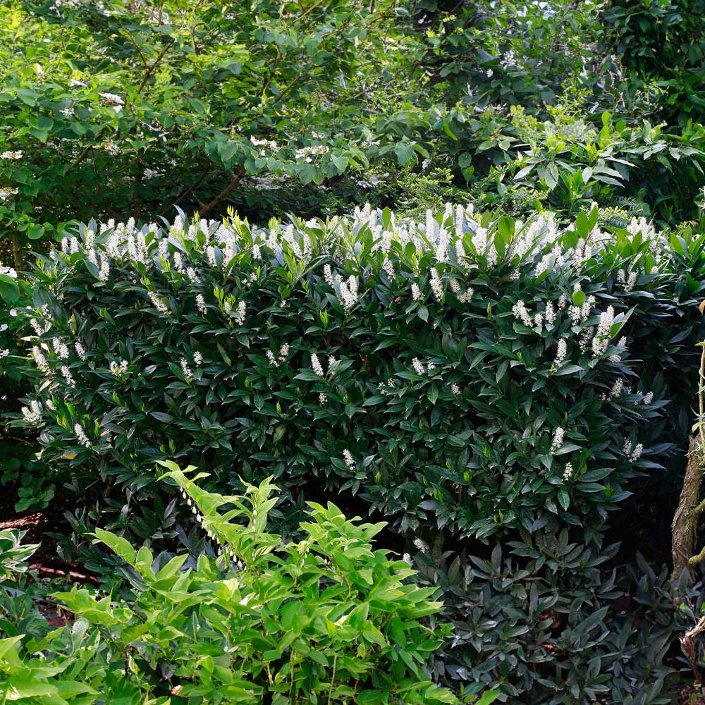 Otto Luyken Cherry Laurel Shrub