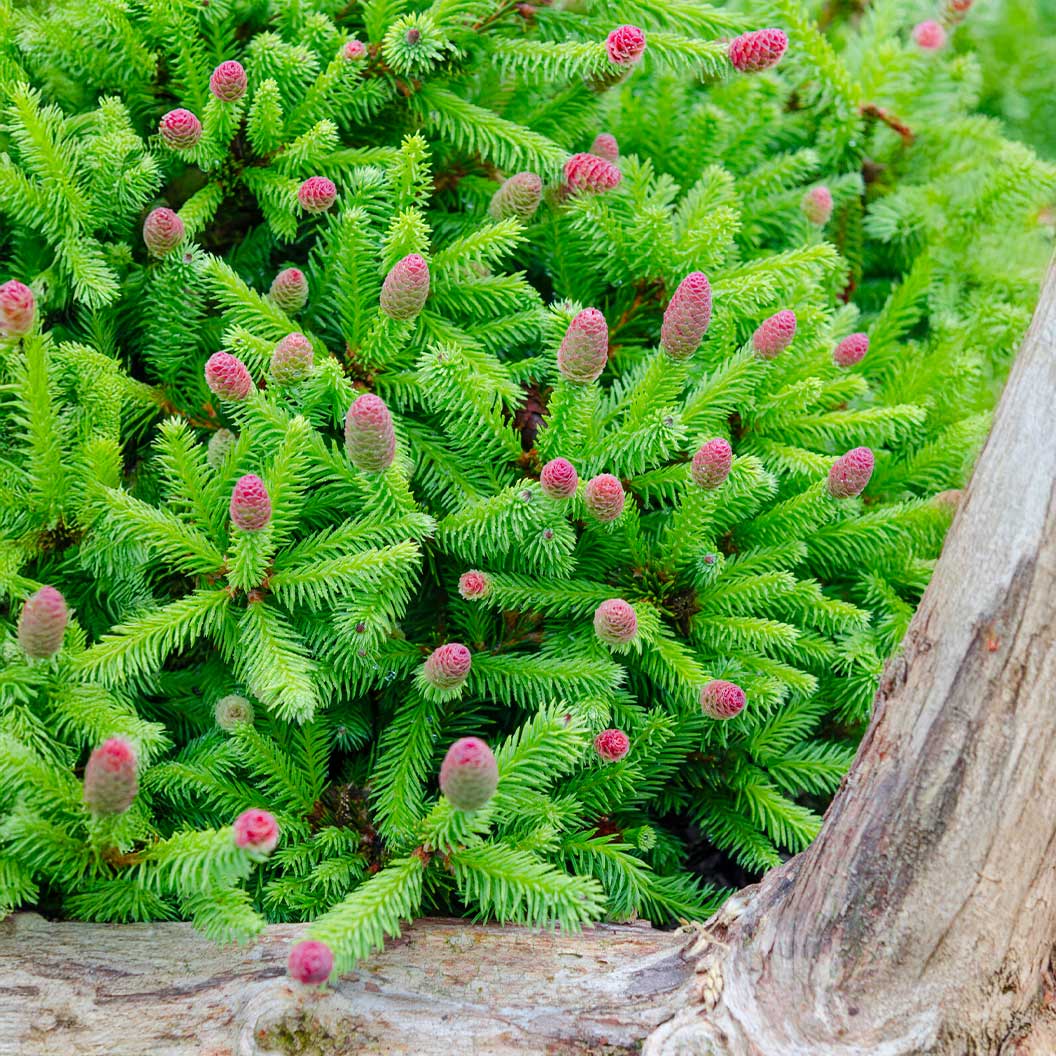 Pusch Norway Spruce Shrub 1 Pusch Norway Spruce Shrub