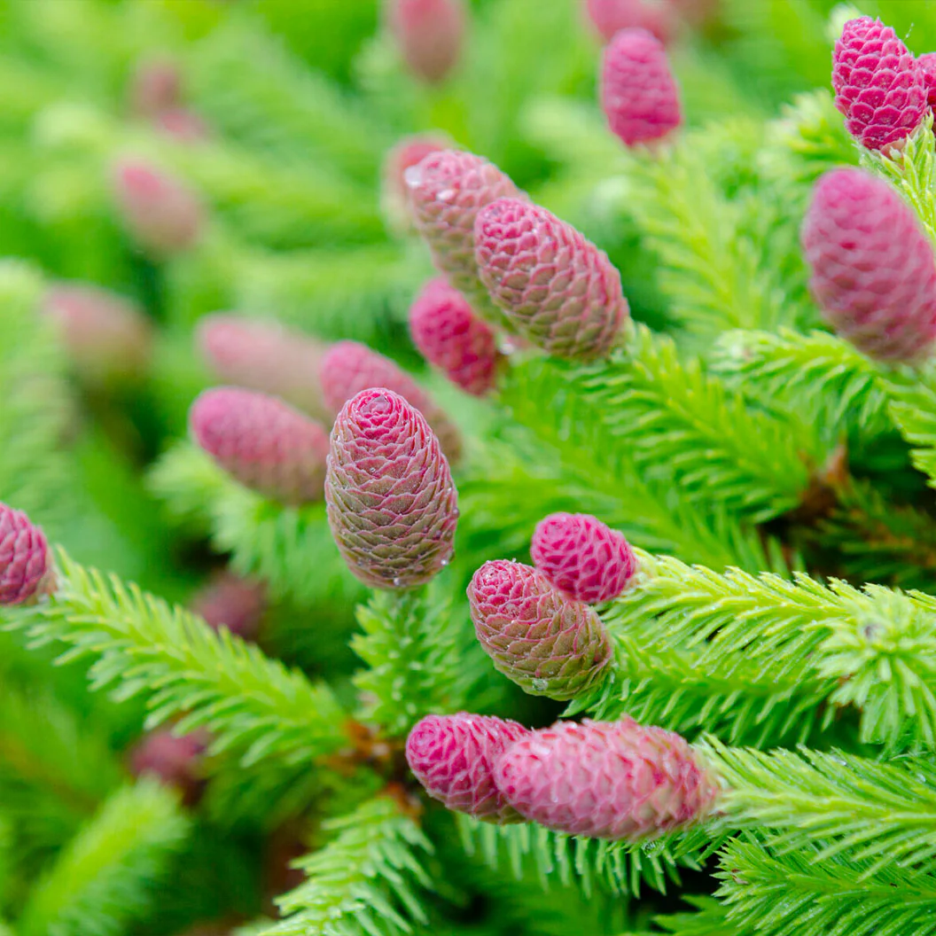 Pusch Norway Spruce Shrub 3 Pusch Norway Spruce Shrub