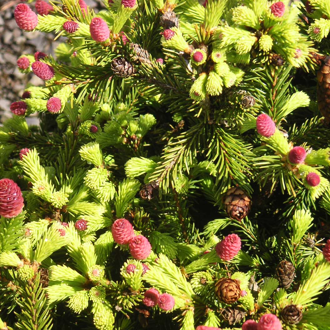 Pusch Norway Spruce Shrub 4 Pusch Norway Spruce Shrub