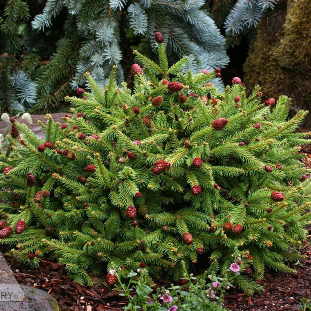Pusch Norway Spruce Shrub 5 Pusch Norway Spruce Shrub