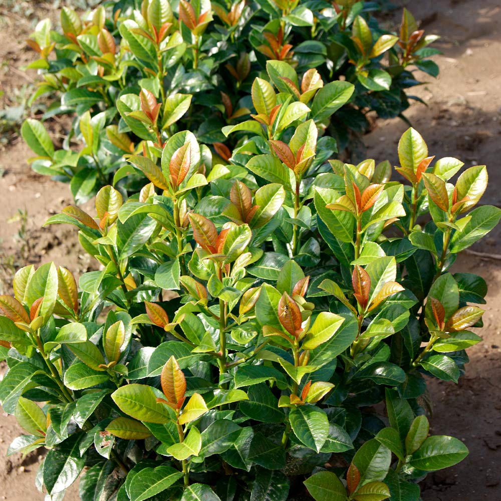 Volcano Cherry Laurel Shrub