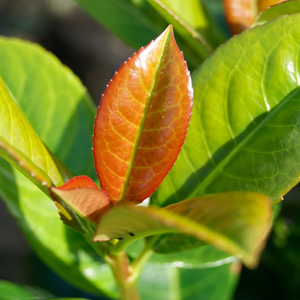Volcano Cherry Laurel Shrub 3 Volcano Cherry Laurel Shrub
