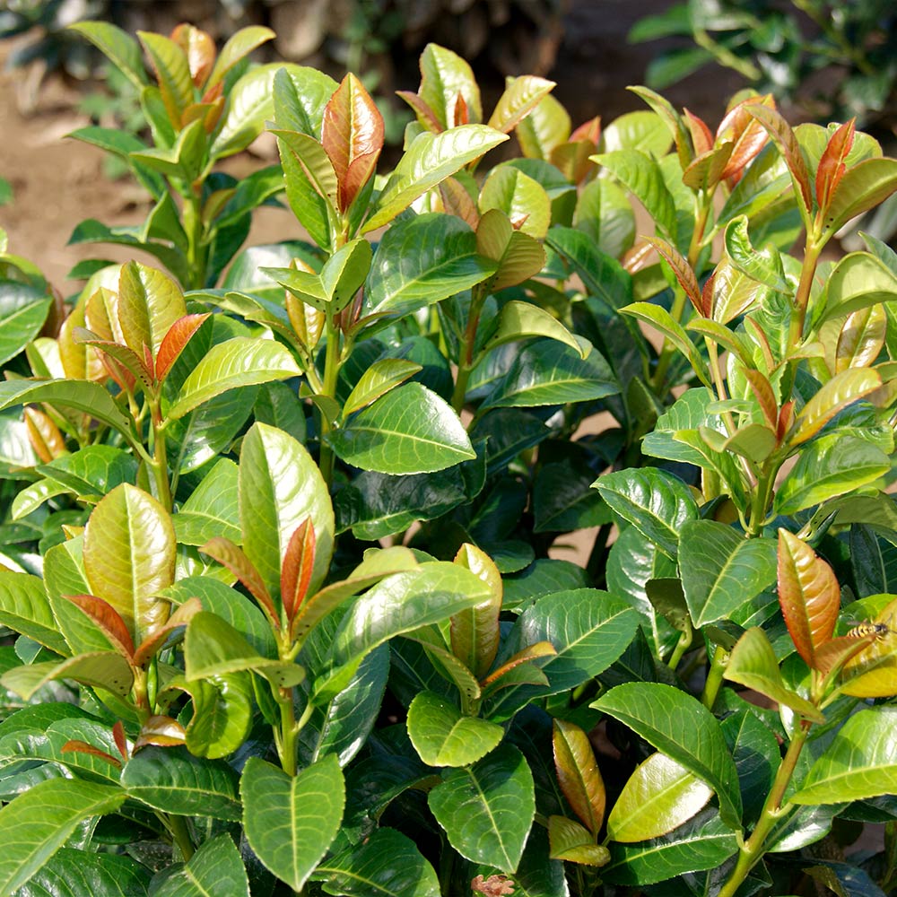 Volcano Cherry Laurel Shrub 4 Volcano Cherry Laurel Shrub