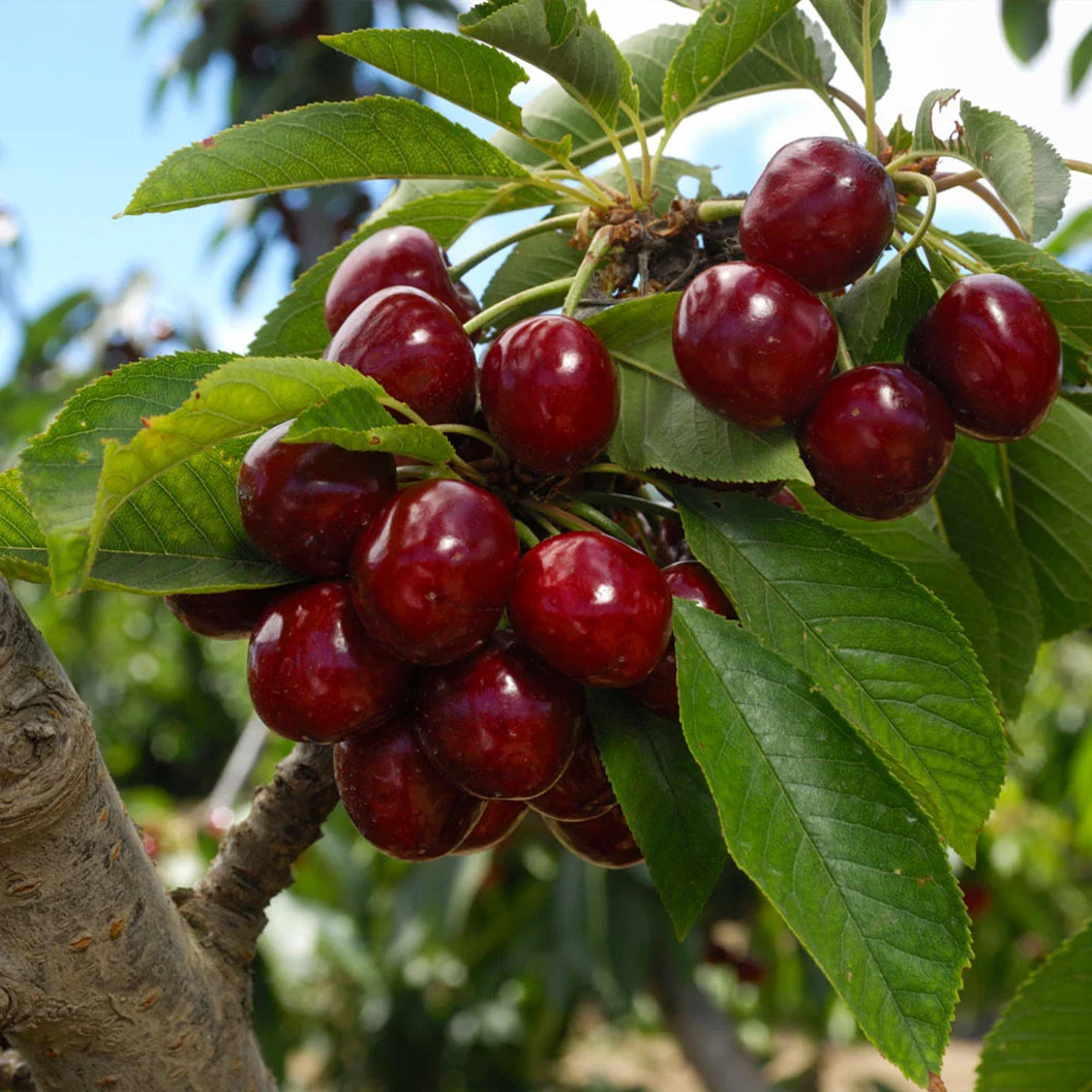 Lapins Cherry Tree 2 Lapins Cherry Tree