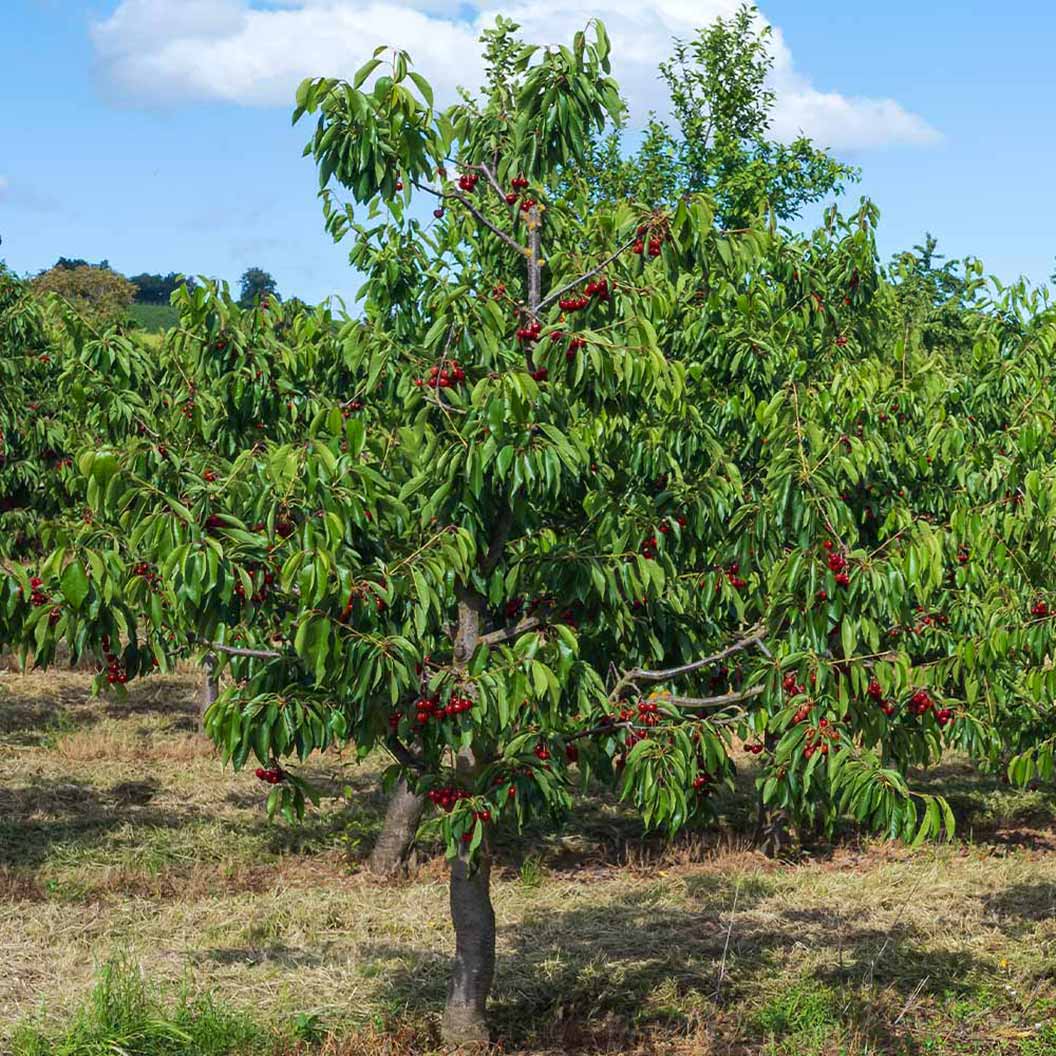 Lapins Cherry Tree 3 Lapins Cherry Tree