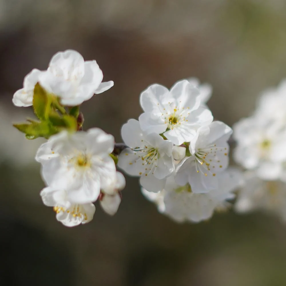 Lapins Cherry Tree 5 Lapins Cherry Tree