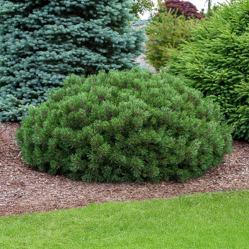 Iseli® Slowmound Mugo Pine Shrub 2 Iseli® Slowmound Mugo Pine Shrub