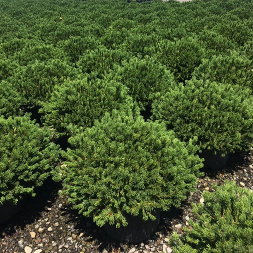 Iseli® Slowmound Mugo Pine Shrub 3 Iseli® Slowmound Mugo Pine Shrub