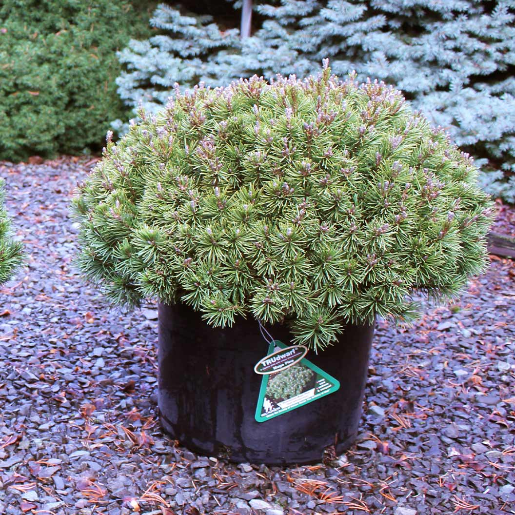 Iseli® Slowmound Mugo Pine Shrub 4 Iseli® Slowmound Mugo Pine Shrub
