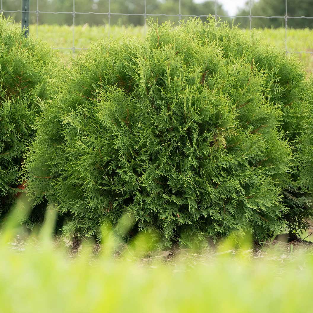 Planet Earth™ Arborvitae Shrub 2 Planet Earth™ Arborvitae Shrub