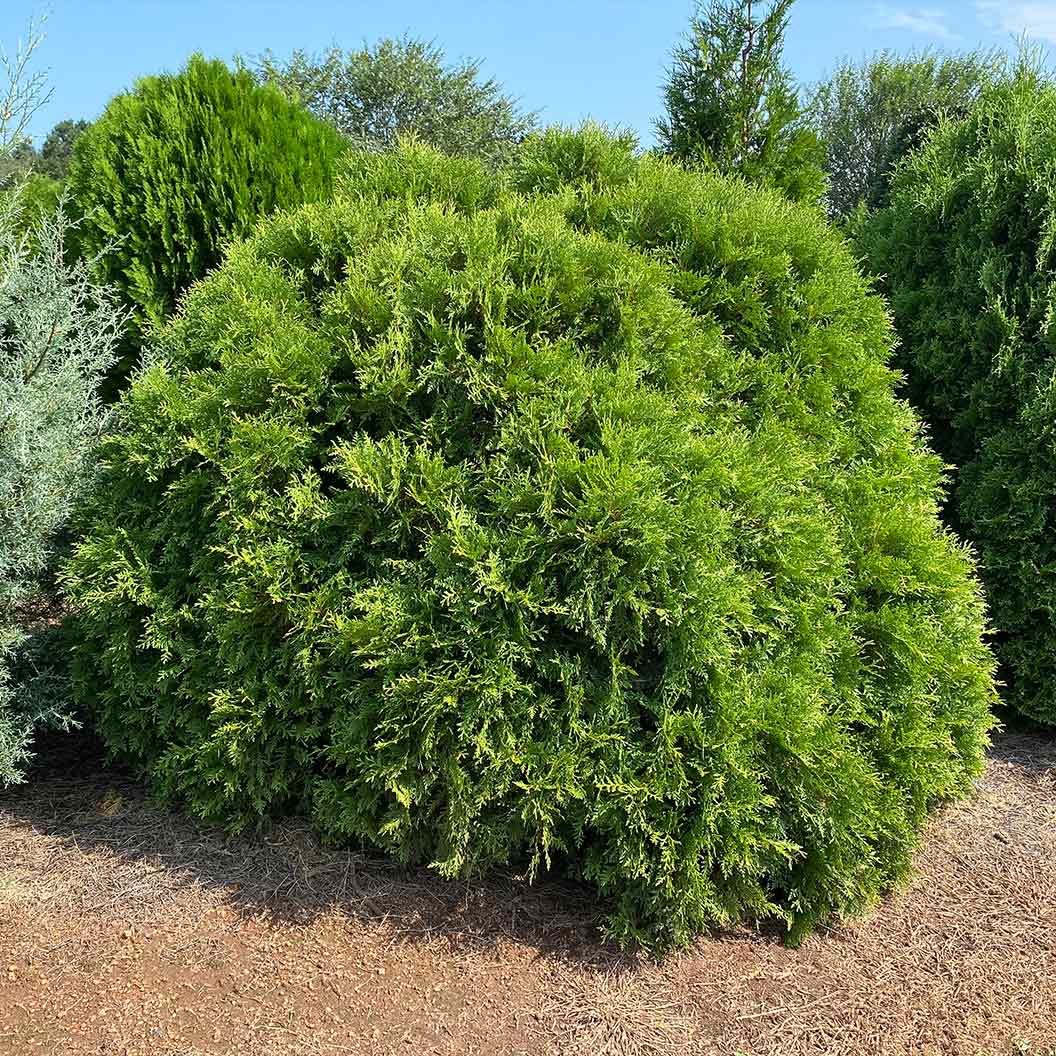 Planet Earth™ Arborvitae Shrub 3 Planet Earth™ Arborvitae Shrub