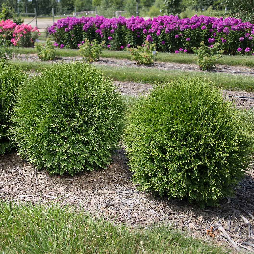 Planet Earth™ Arborvitae Shrub 4 Planet Earth™ Arborvitae Shrub