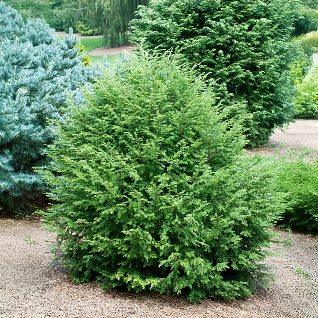 Minikin Japanese Hemlock Shrub 2 Minikin Japanese Hemlock Shrub