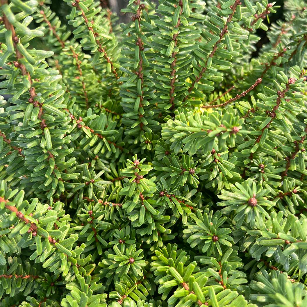 Minikin Japanese Hemlock Shrub 3 Minikin Japanese Hemlock Shrub