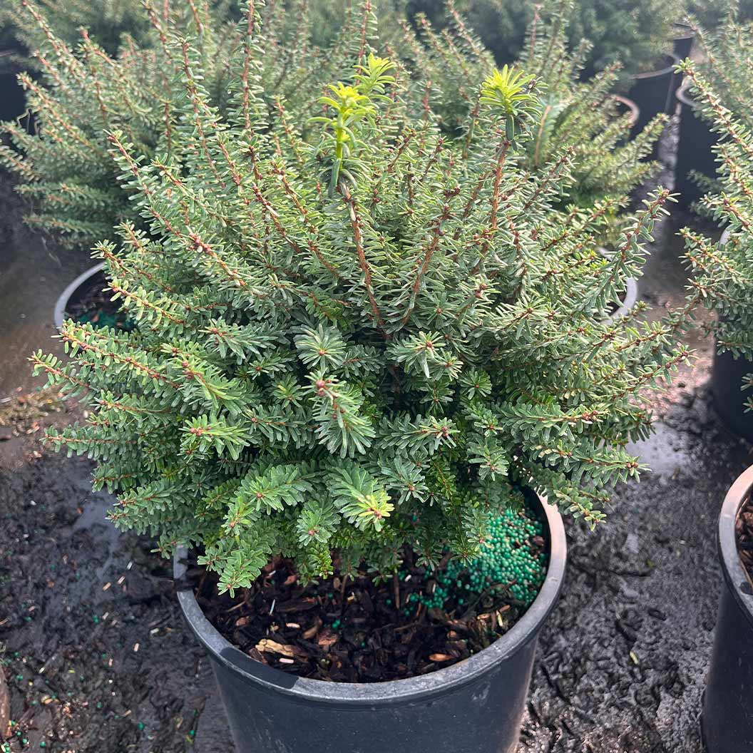 Minikin Japanese Hemlock Shrub 4 Minikin Japanese Hemlock Shrub