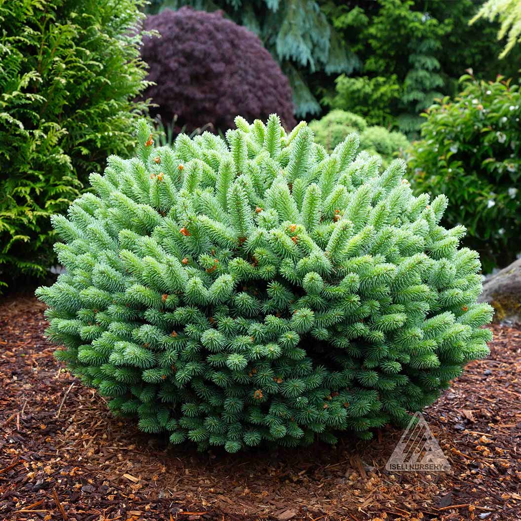 Iseli® Roundabout Spruce Shrub 2 Iseli® Roundabout Spruce Shrub