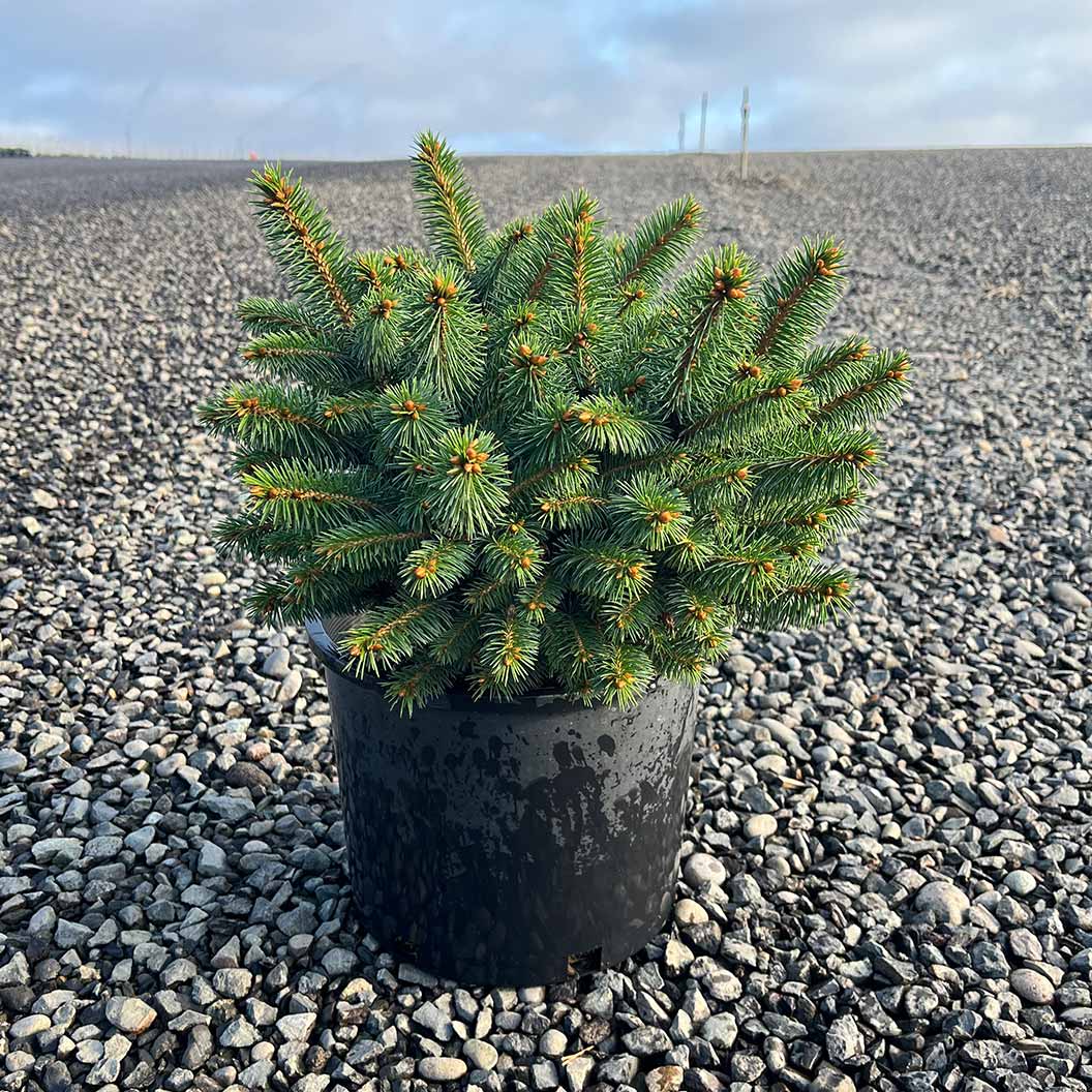Iseli® Roundabout Spruce Shrub 3 Iseli® Roundabout Spruce Shrub