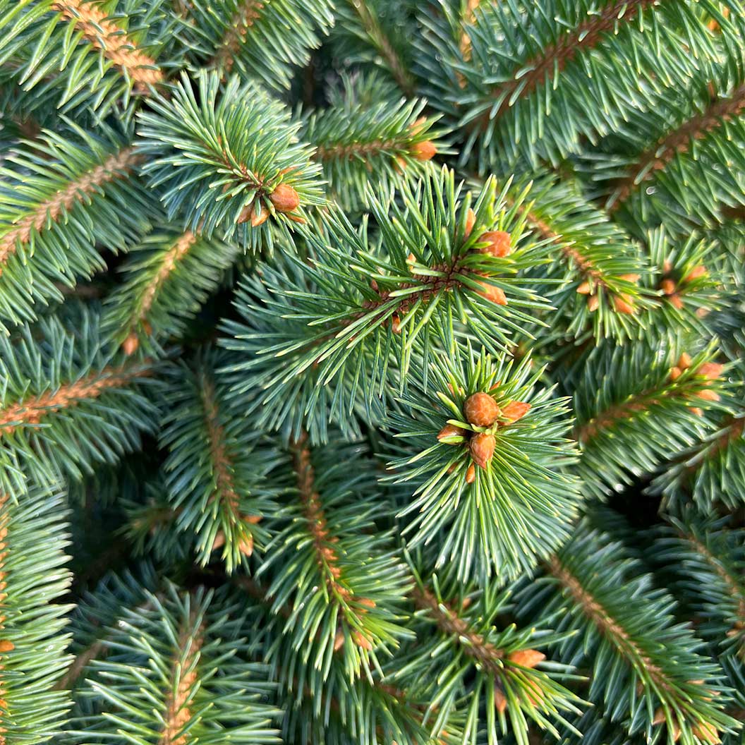 Iseli® Roundabout Spruce Shrub 4 Iseli® Roundabout Spruce Shrub