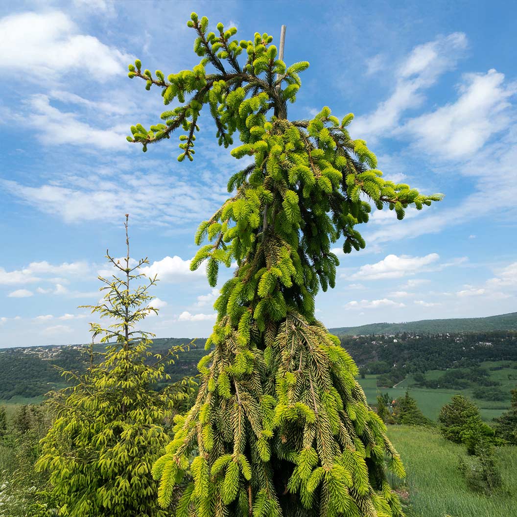 Gold Drift Norway Spruce Tree 1 Gold Drift Norway Spruce Tree
