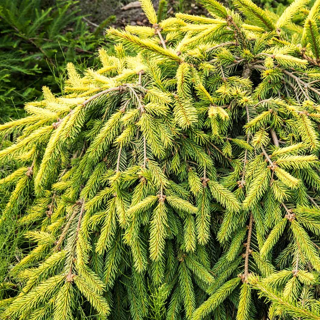 Gold Drift Norway Spruce Tree 3 Gold Drift Norway Spruce Tree