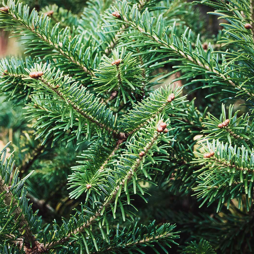 Nordmann Fir Tree 3 Nordmann Fir Tree