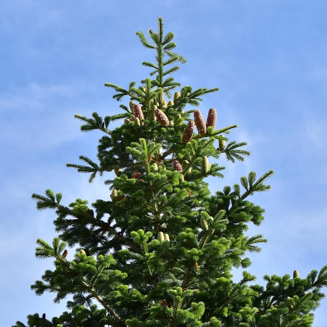 Nordmann Fir Tree 4 Nordmann Fir Tree