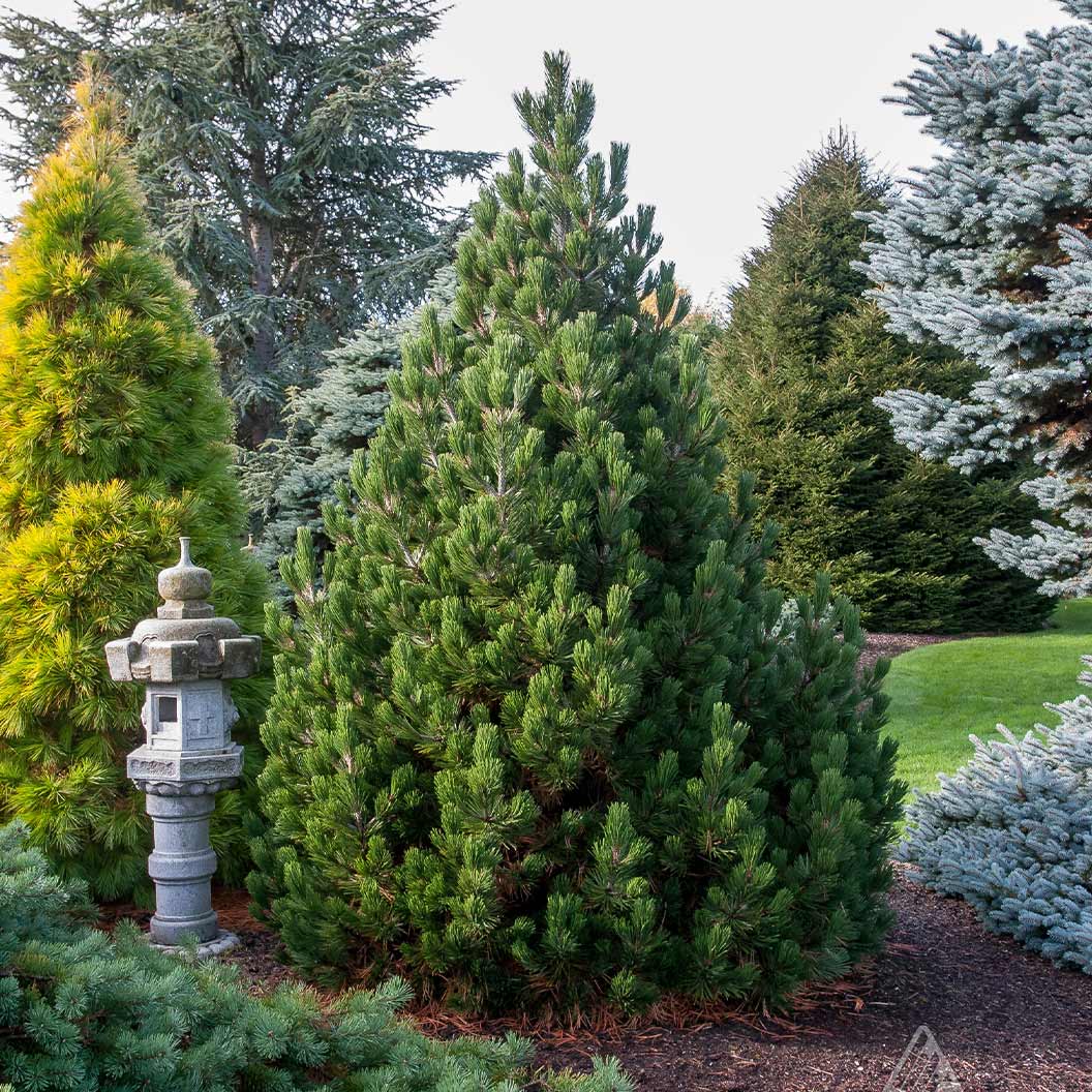Iseli® Irish Bell Bosnian Pine Tree 2 Iseli® Irish Bell Bosnian Pine Tree