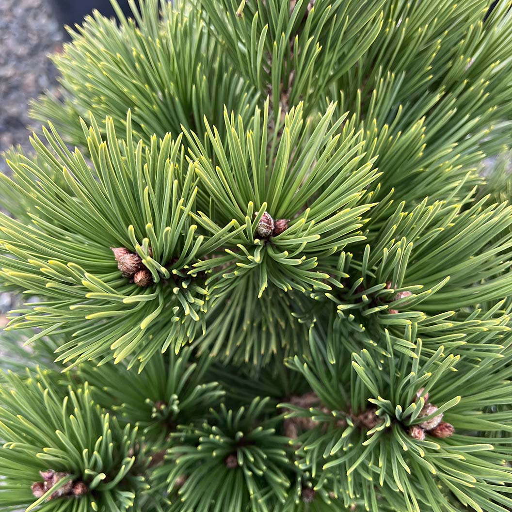 Iseli® Irish Bell Bosnian Pine Tree 3 Iseli® Irish Bell Bosnian Pine Tree