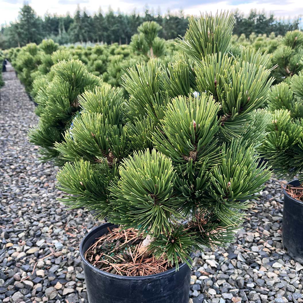 Iseli® Irish Bell Bosnian Pine Tree 4 Iseli® Irish Bell Bosnian Pine Tree
