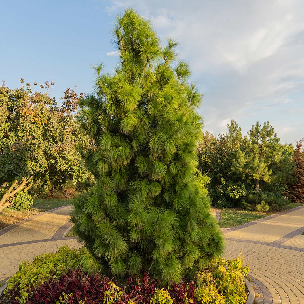 Cleary Japanese White Pine Tree