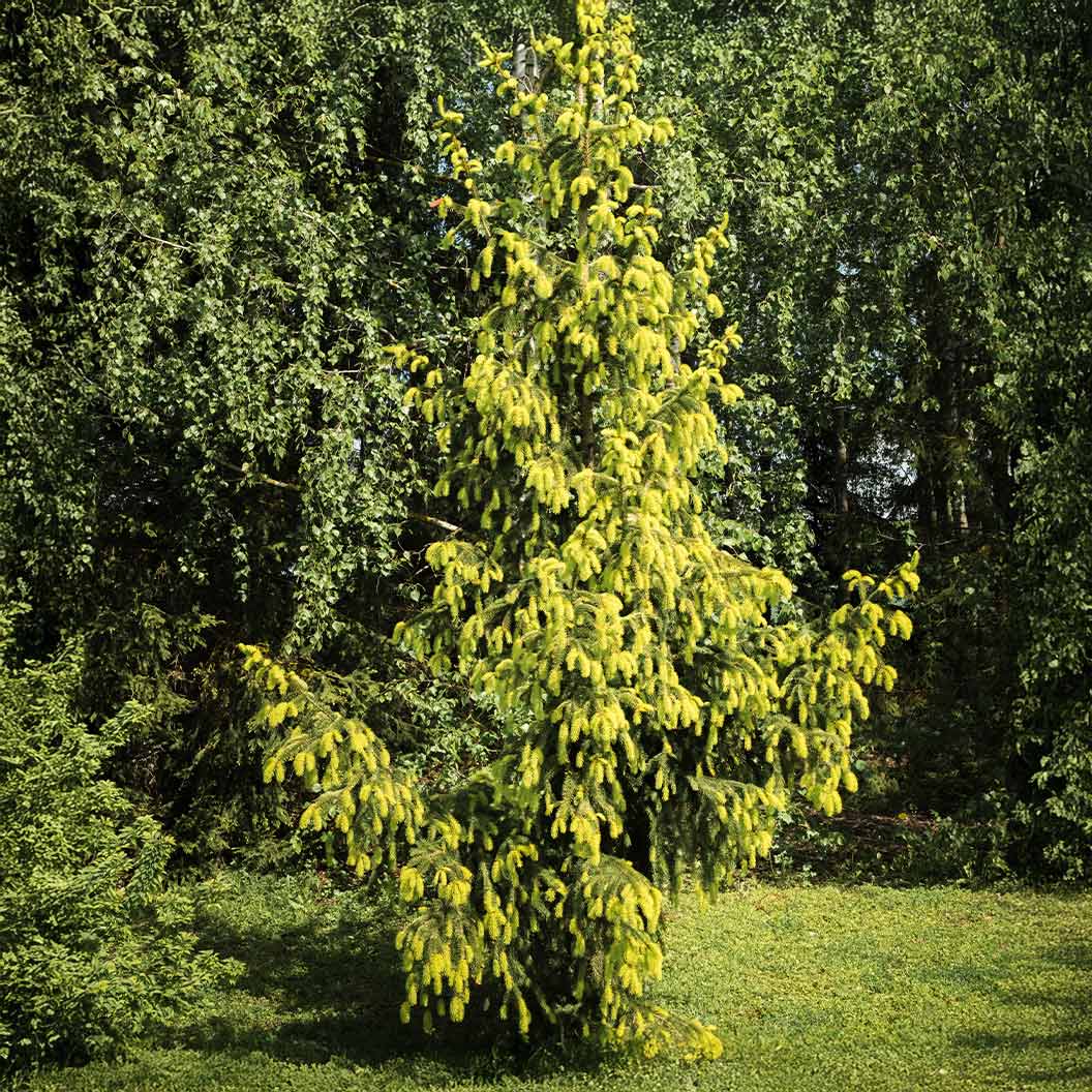Golden Serbian Spruce Tree 1 Golden Serbian Spruce Tree