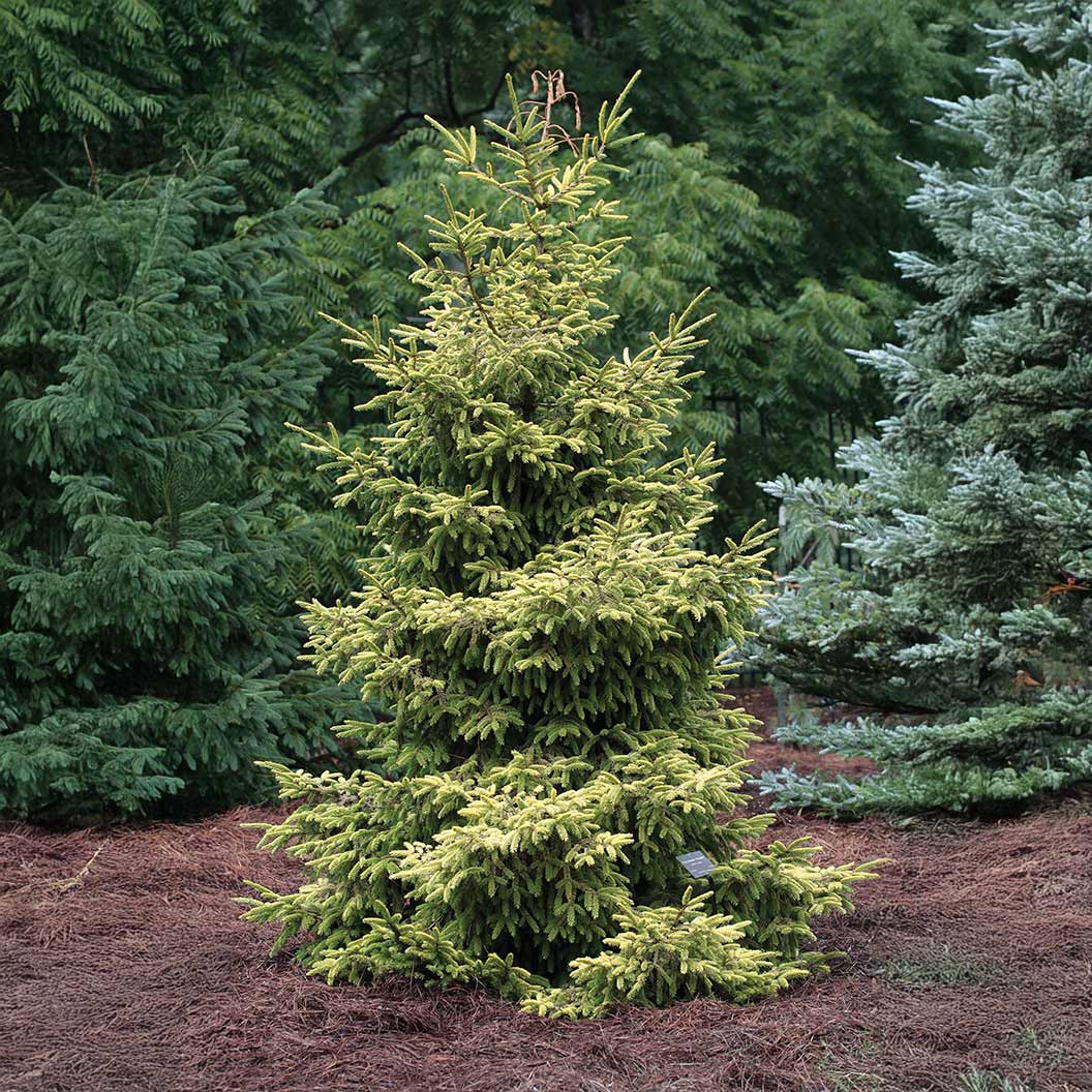 Skylands Oriental Spruce Tree