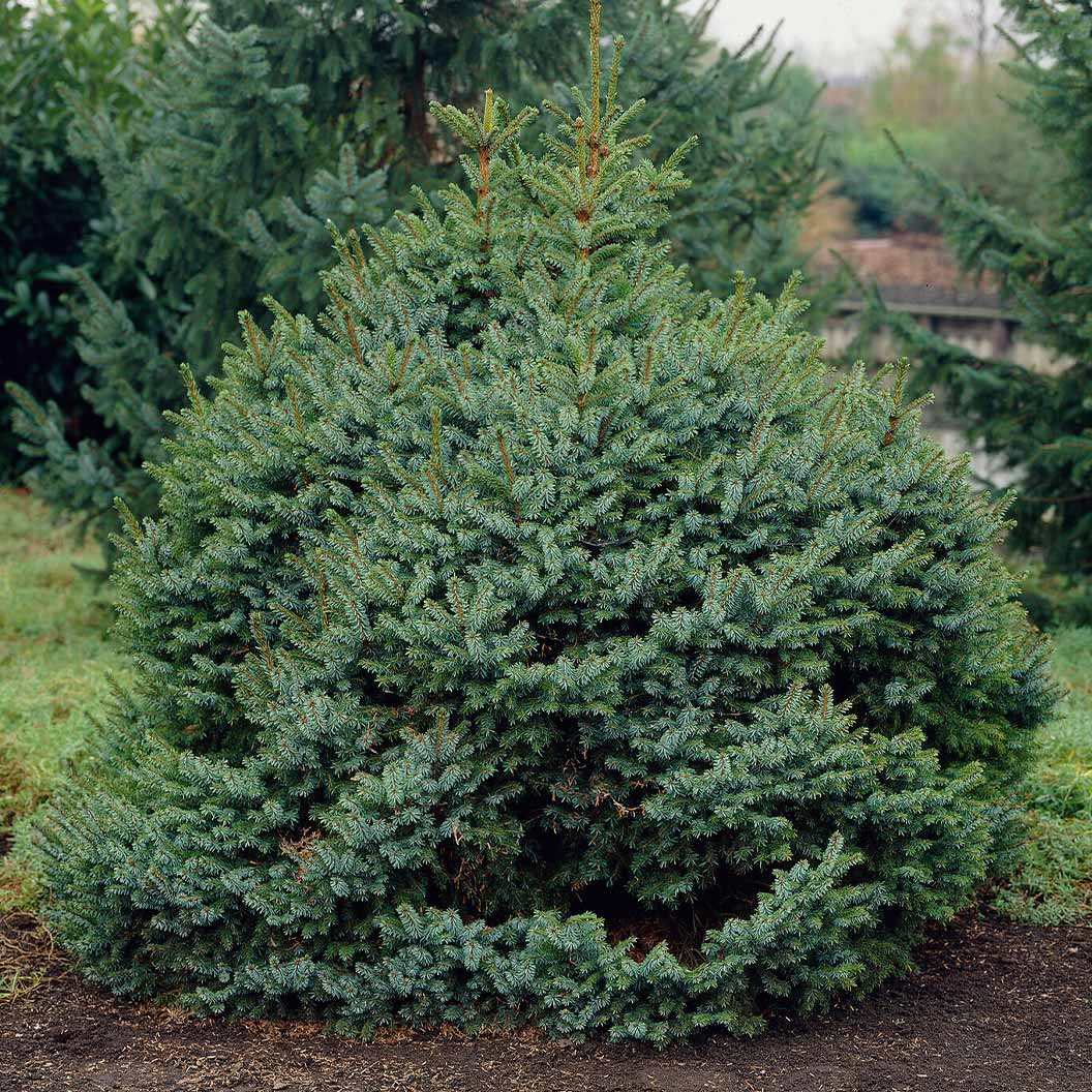 Dwarf Serbian Spruce Tree