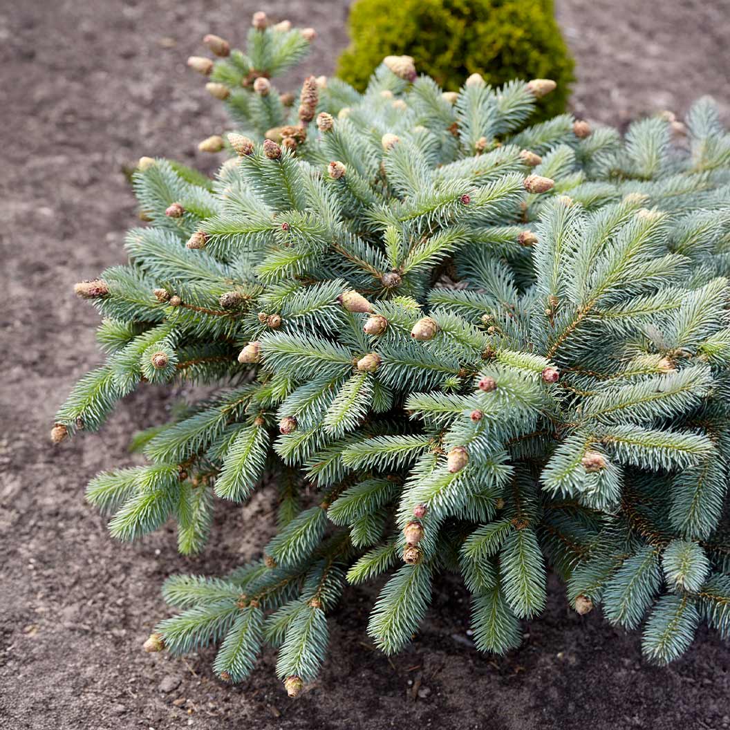 Hermann Naue Spruce Tree 2 Hermann Naue Spruce Tree