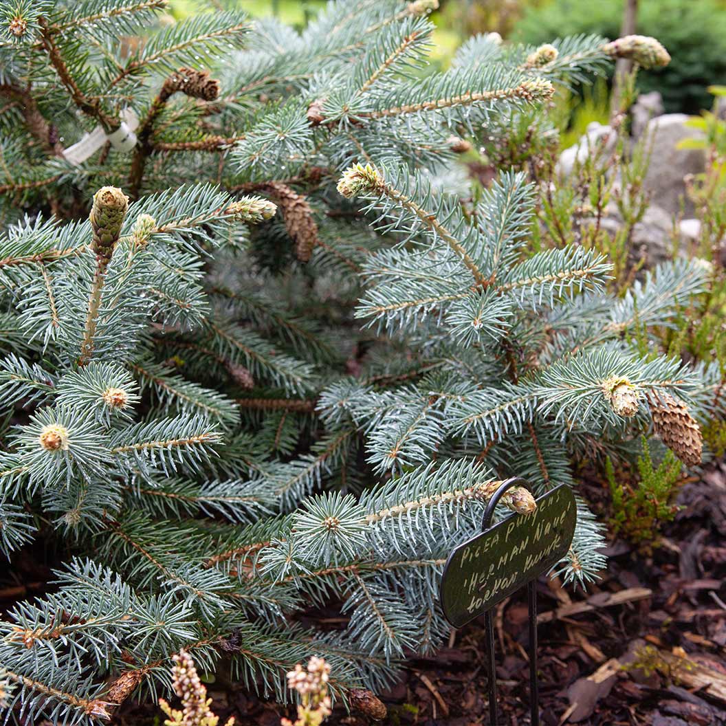 Hermann Naue Spruce Tree 3 Hermann Naue Spruce Tree