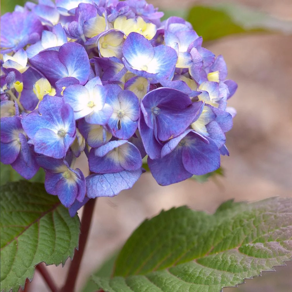 Endless Summer® BloomStruck® Reblooming Hydrangea Shrub 2 Endless Summer® BloomStruck® Reblooming Hydrangea Shrub