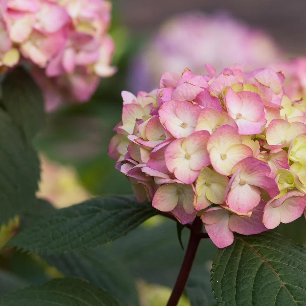 Endless Summer® BloomStruck® Reblooming Hydrangea Shrub 3 Endless Summer® BloomStruck® Reblooming Hydrangea Shrub