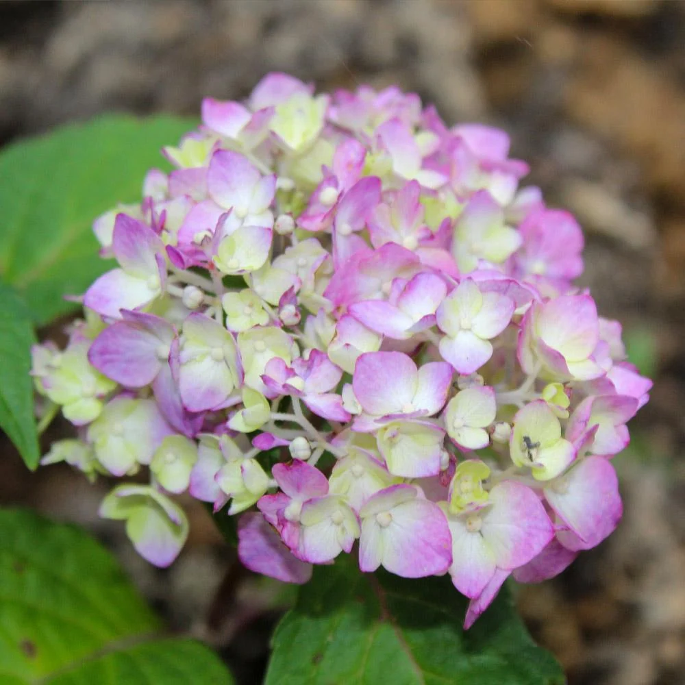 Endless Summer® BloomStruck® Reblooming Hydrangea Shrub 4 Endless Summer® BloomStruck® Reblooming Hydrangea Shrub