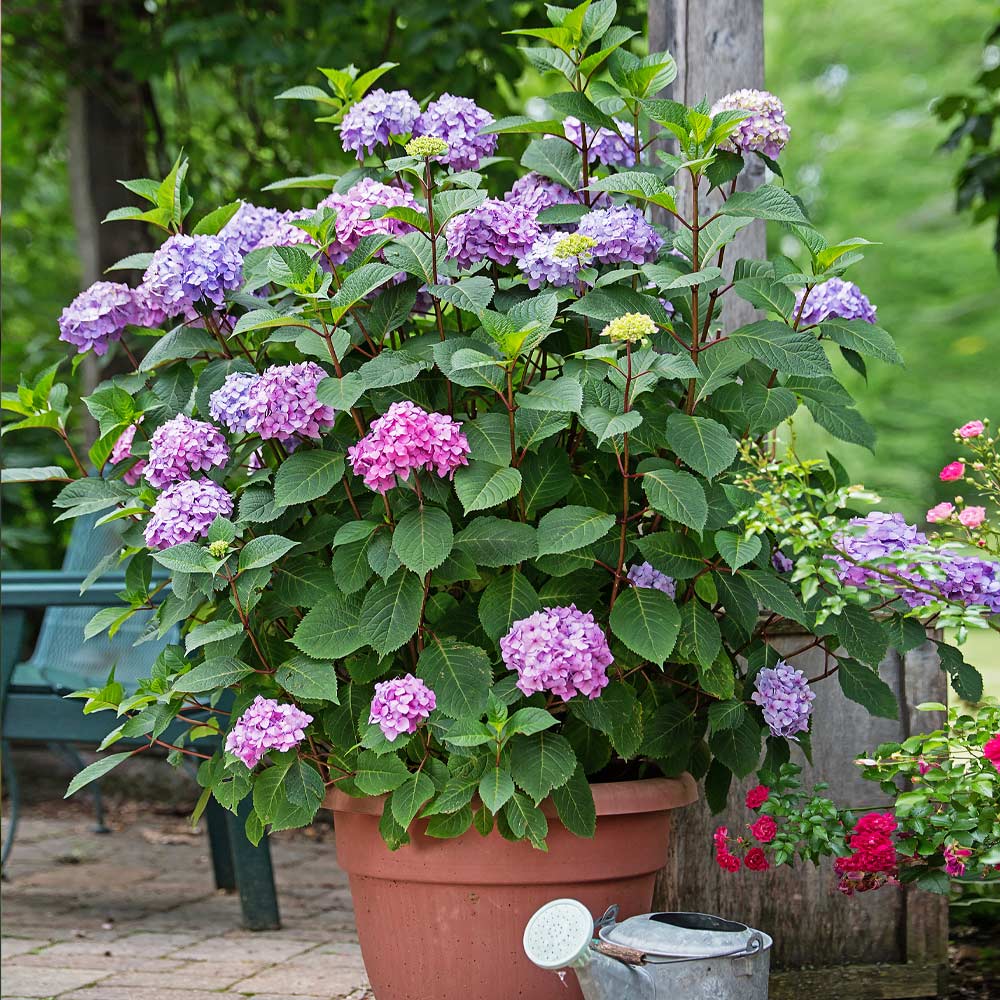 Endless Summer® BloomStruck® Reblooming Hydrangea Shrub 5 Endless Summer® BloomStruck® Reblooming Hydrangea Shrub