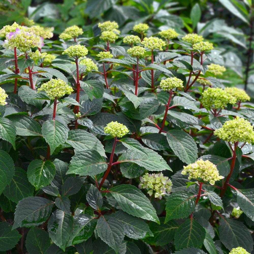 Endless Summer® BloomStruck® Reblooming Hydrangea Shrub 6 Endless Summer® BloomStruck® Reblooming Hydrangea Shrub