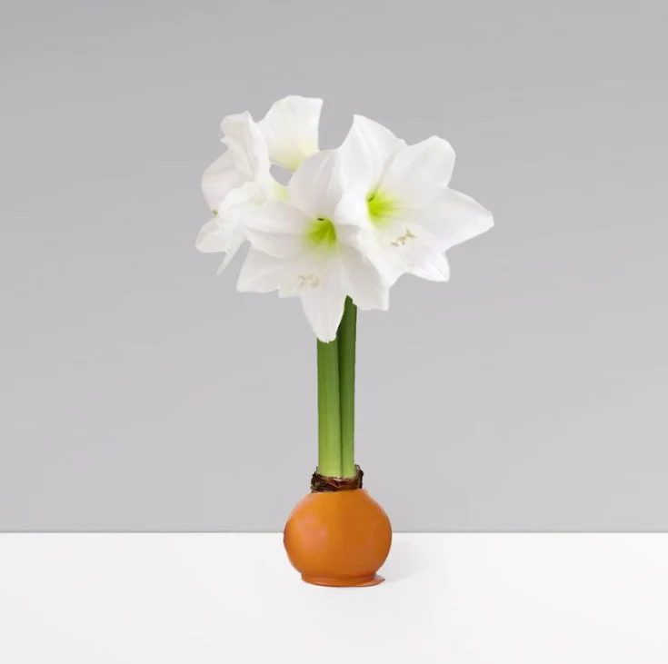 Gardenuity® Orange Wax-Dipped Amaryllis Bulb 2 Gardenuity® Orange Wax-Dipped Amaryllis Bulb