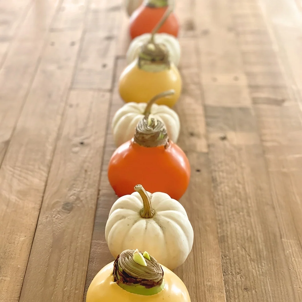 Gardenuity® Orange Wax-Dipped Amaryllis Bulb 3 Gardenuity® Orange Wax-Dipped Amaryllis Bulb