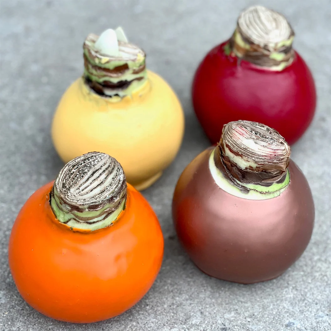 Gardenuity® Orange Wax-Dipped Amaryllis Bulb 4 Gardenuity® Orange Wax-Dipped Amaryllis Bulb