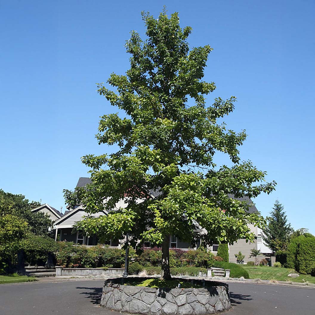 Swamp White Oak Tree 1 Swamp White Oak Tree