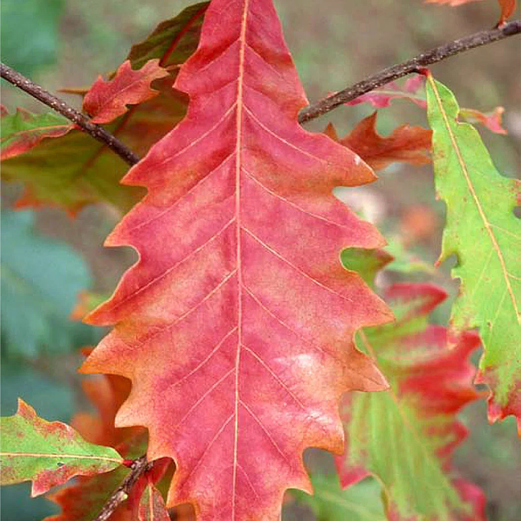 Swamp White Oak Tree 3 Swamp White Oak Tree