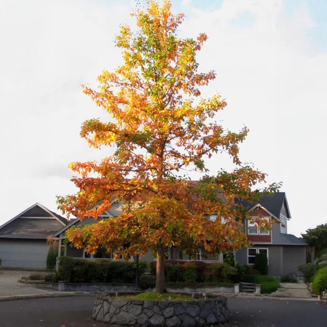Swamp White Oak Tree 4 Swamp White Oak Tree